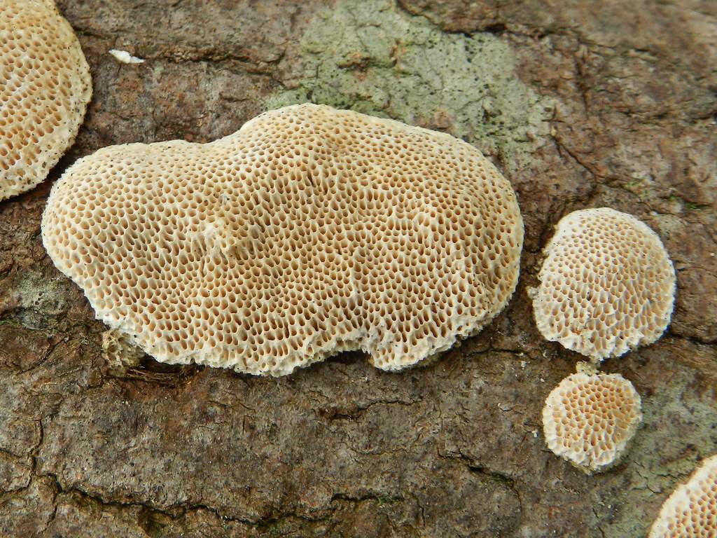 Fungo da individuare